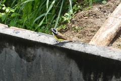 Pitangus sulphuratus