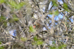 Luscinia megarhynchos
