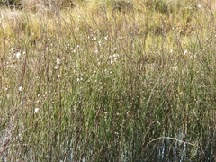 Baccharis juncea