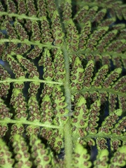 Woodsia montevidensis