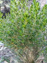 Baccharis tola