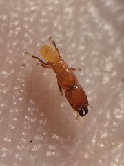 Sycoscapter australis