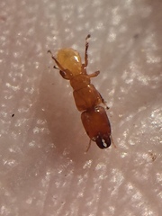 Sycoscapter australis