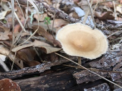 Lentinus flexipes