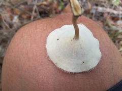 Lentinus flexipes
