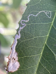 Stigmella heteromelis