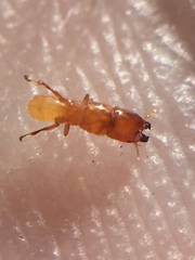 Sycoscapter australis