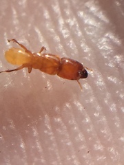 Sycoscapter australis