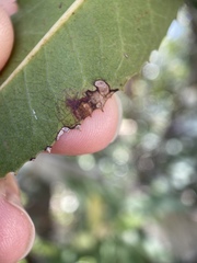 Stigmella heteromelis