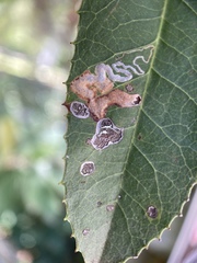 Stigmella heteromelis