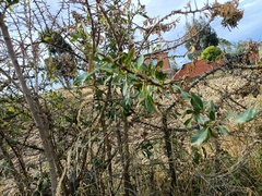 Dunalia brachyacantha