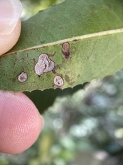 Stigmella heteromelis