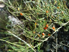 Ephedra americana