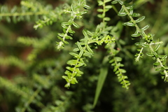 Ozothamnus rufescens
