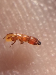 Sycoscapter australis