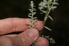 Ozothamnus rufescens