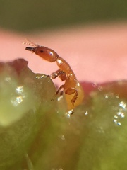 Sycoscapter australis