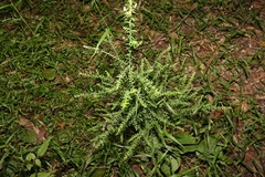 Ozothamnus rufescens