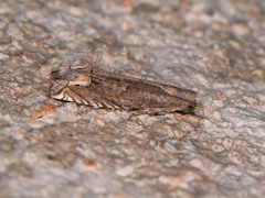Epiblema minutana