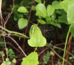 Erythemis simplicicollis