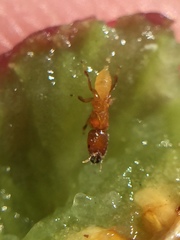 Sycoscapter australis