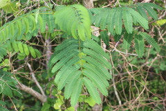 Albizia julibrissin