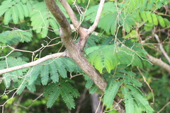 Albizia julibrissin