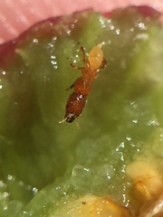 Sycoscapter australis