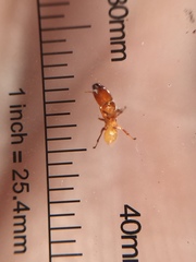 Sycoscapter australis