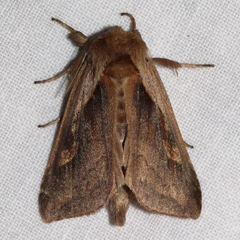 Bellura densa