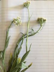 Antennaria anaphaloides