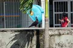Columba livia domestica