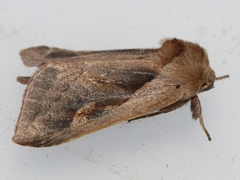 Bellura densa