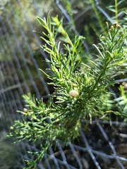 Baccharis boliviensis