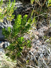 Baccharis linearifolia