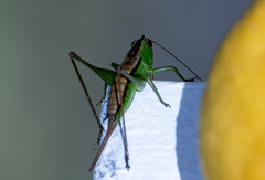 Conocephalus semivittatus