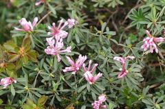 Daphne striata