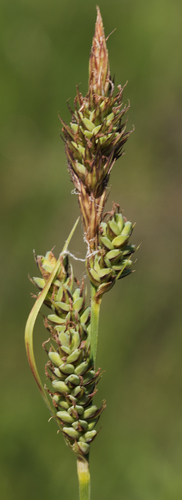 Buxbaum's sedge (Carex buxbaumii)