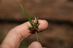 Cyperus laevis