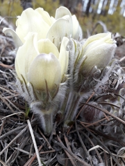 Pulsatilla patens