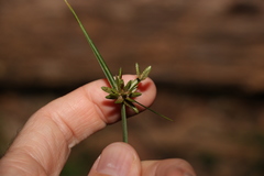 Cyperus laevis