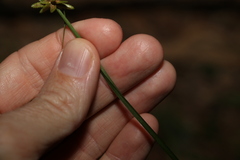 Cyperus laevis