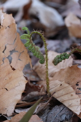 Phegopteris connectilis