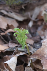 Phegopteris connectilis