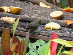 Mitrospingus cassinii