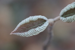 Viburnum lantanoides image