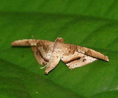 Calindoea dorilusalis