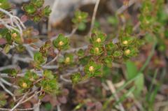 Rhododendron hirsutum