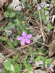 Phlox amoena
