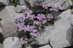 Noccaea rotundifolia